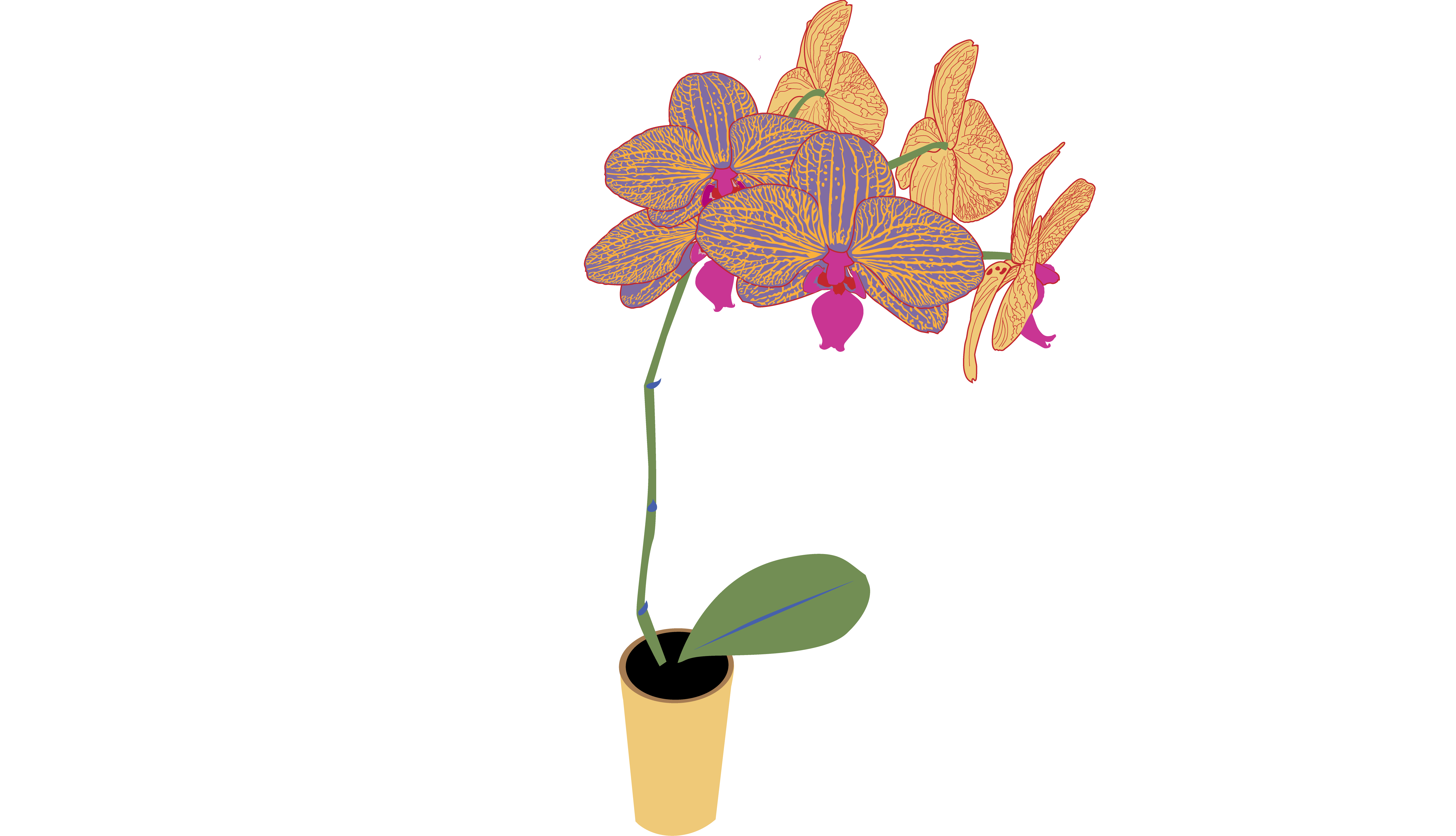 Orchid botanical illustration